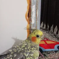 عروس هلندی نر و ماده با قفس|پرنده|شاندرمن, |دیوار