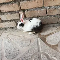 خرگوش