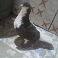 کبوتر ماده ساده چپ|پرنده|زهک, |دیوار
