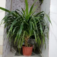 گل طبیعی خیلی قشنگ