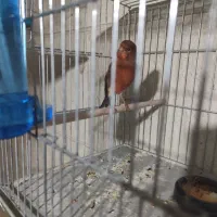 قناری سرخ و ماده های کار داده با سهره