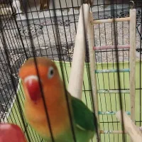 طوطی برزیلی  فیشر  زیبا