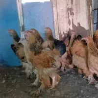 فروش مولد لایت بوف و تخم نطفه دار و جوجه|حیوانات مزرعه|تالش, تالش|دیوار