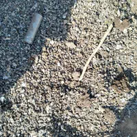 بار کبوتر چند ساله