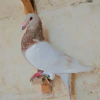 کفتر سار مامی ابلق