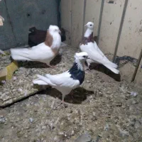 چندعددطوقی با یه ماده سرخ خونی|پرنده|شیروان (لرستان), |دیوار