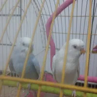 مرغ عشق