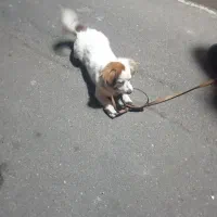 سگ پنج ماهه