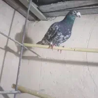 کفتر خوب قیمت مناسب