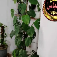 گل برگ انجیری