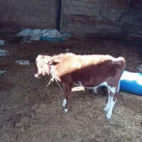 گاو وگوساله نر