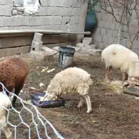 گوسفند وره مار ابستن دوقلزا