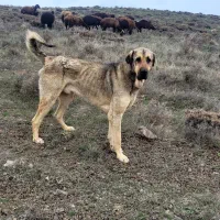 فروش سگ عراقی