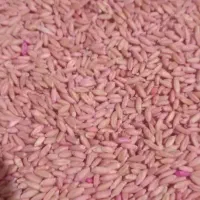 گندم بذری دیم