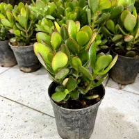 اریکا،شفلرا،یشم