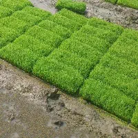 توم بجار علی کاظمی