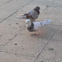 ۷ عدد کفتر|پرنده|کهریزک, |دیوار