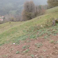 زمین مسکونی گردنه حیران روستایه گیلدی|فروش زمین و ملک کلنگی|آسارا, |دیوار