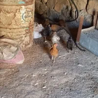 جوجه کوردی اصیل