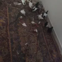 کبوتر