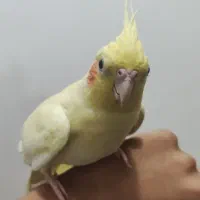 فروش عروس هلندی جفت دستیه دستی|پرنده|لامرد, |دیوار