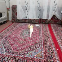 سلام‌ عروس‌ هلندی‌ خوش‌ صداوخوشگل‌ بفروش‌ میرسد