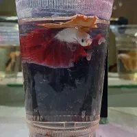 ۳عدد فایتر جاینتAAوارداتی|ماهی|تهران, عباسی|دیوار