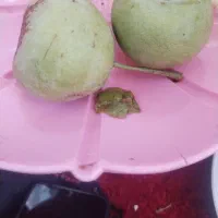 گلابی سرباغ|خوردنی و آشامیدنی|رودشت (چهارمحال و بختیاری), |دیوار