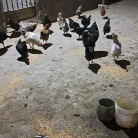 مرغ و خروس|حیوانات مزرعه|ملایر, |دیوار