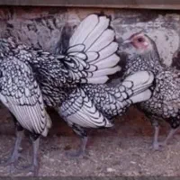 تخم نطفه دار