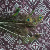 تعدادی پر طاووس به فروش میرسد