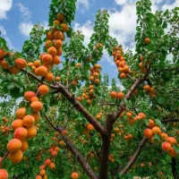 نـهال ســیب اصــلاحشده با بــاردهی قدرتــمند|خدمات باغبانی و درختکاری|اشنویه, |دیوار