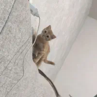 دو گربه گمشده مرند با مژدگانی|حیوانات|مرند, |دیوار