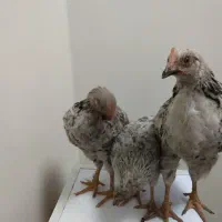 سه عددجوجه 5 ماهه