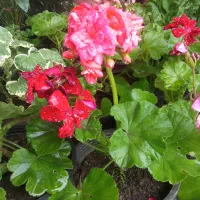 گل و گیاه|گل و گیاه طبیعی|تالش, هشتپر|دیوار