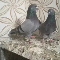 یک جفت سبز پاکستانی