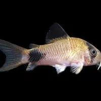 فروش عمده ماهی زینتی از پرورش دهنده