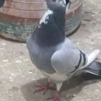 دوتا نر گردن کلفت فروشی|پرنده|کرمان, |دیوار