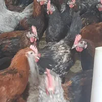 مرغ و خروس بالغ|حیوانات مزرعه|شیراز, کاراندیش|دیوار