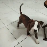 توله پیتبول|سگ|تهران, مجیدآباد|دیوار