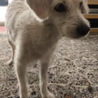 سگ ماده|سگ|اصفهان, ملک‌شهر|دیوار