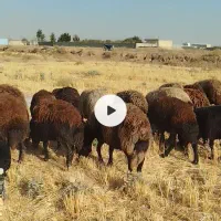 میش افشار|حیوانات مزرعه|شاهینشهر, گرگاب|دیوار