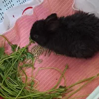 بچه خرگوش لوپی