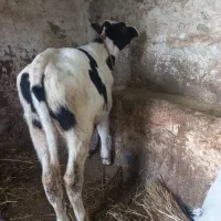گاو گوساله نر ۱۳۰ک