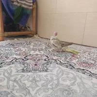 عروس هلندی|پرنده|شیراز, شهرک کوشکک|دیوار