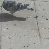 حیوون کفتر  جفتگاه پرشی مسافتی کاکلی