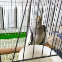 فروش عروس هلندی|پرنده|فولادشهر, زاینده رود|دیوار