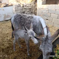خر یا الاغ جوان به همراه کره ماده چند روزه|حیوانات مزرعه|نجف‌آباد, گلدشت|دیوار