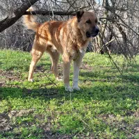 سگ نگهبان شجاع