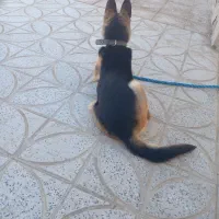 ژرمن شپرد|سگ|رزن, |دیوار